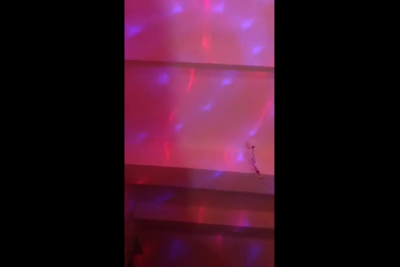 les dinguerie de periscope